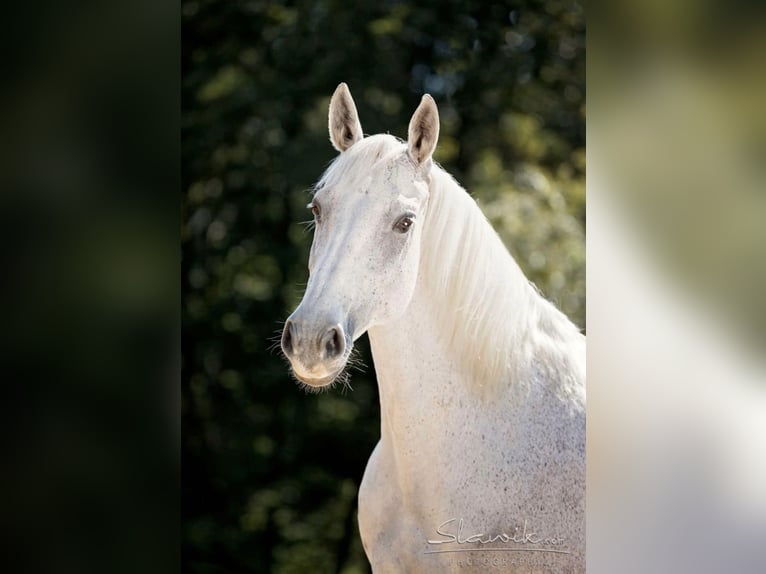 Westfalisk häst Sto 14 år 168 cm Grå in Wittingen