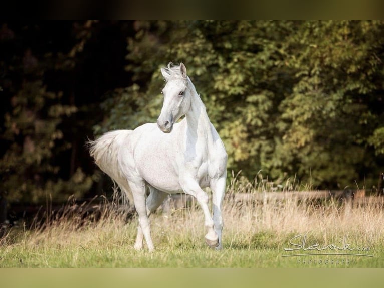 Westfalisk häst Sto 14 år 168 cm Grå in Wittingen