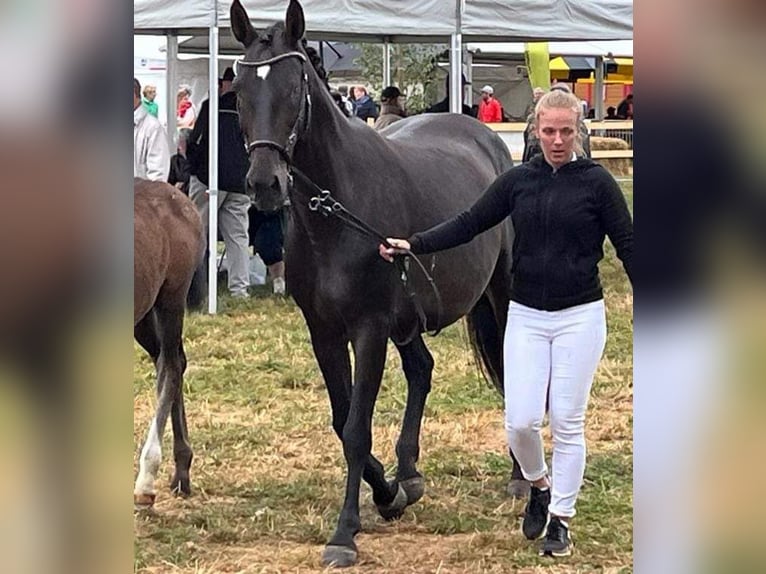 Westfalisk häst Sto 15 år 164 cm Svart in Dudelange