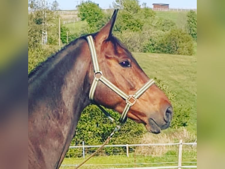 Westfalisk häst Sto 15 år 175 cm Brun in Nümbrecht