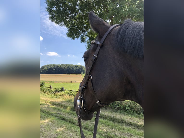 Westfalisk häst Sto 16 år 168 cm Mörkbrun in Bad Rothenfelde