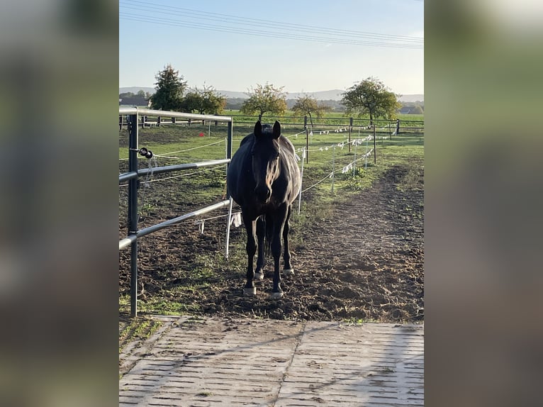 Westfalisk häst Sto 16 år 168 cm Mörkbrun in Bad Rothenfelde
