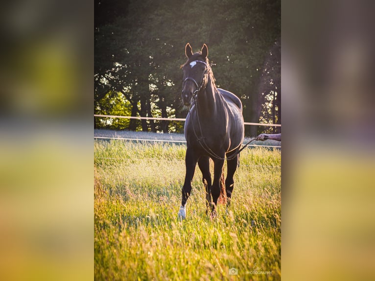 Westfalisk häst Sto 16 år 172 cm Mörkbrun in Bottrop