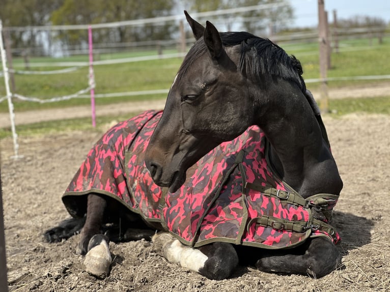 Westfalisk häst Sto 16 år 172 cm Mörkbrun in Bottrop