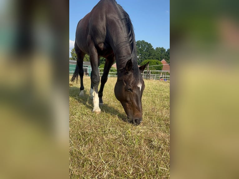 Westfalisk häst Sto 16 år 172 cm Rökfärgad svart in Bottrop