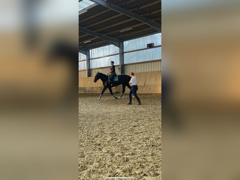 Westfalisk häst Sto 16 år 172 cm Rökfärgad svart in Bottrop
