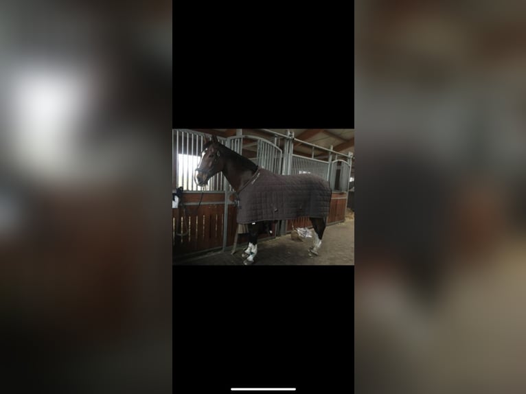 Westfalisk häst Sto 16 år 175 cm Brun in Lengerich