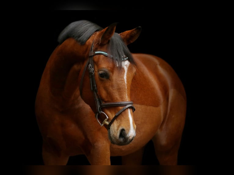 Westfalisk häst Sto 17 år 168 cm Ljusbrun in Groß-Umstadt