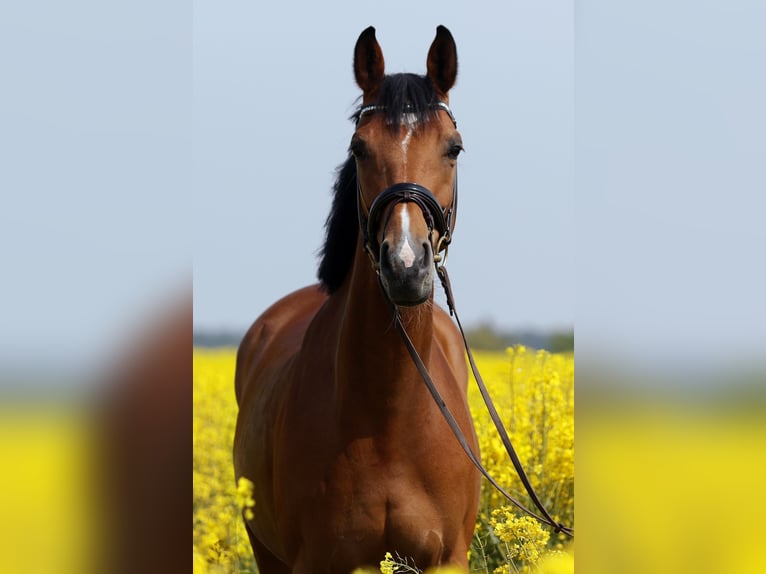 Westfalisk häst Sto 17 år 168 cm Ljusbrun in Groß-Umstadt