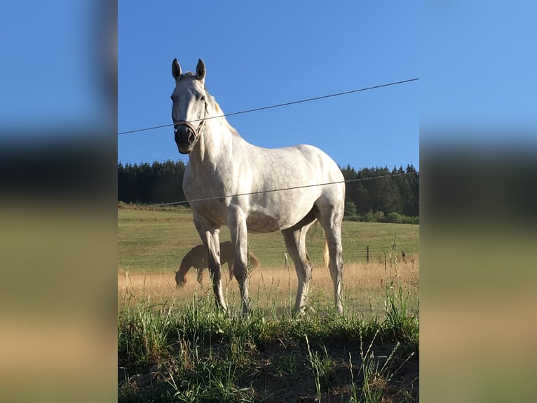 Westfalisk häst Sto 18 år 165 cm Grå in Everswinkel