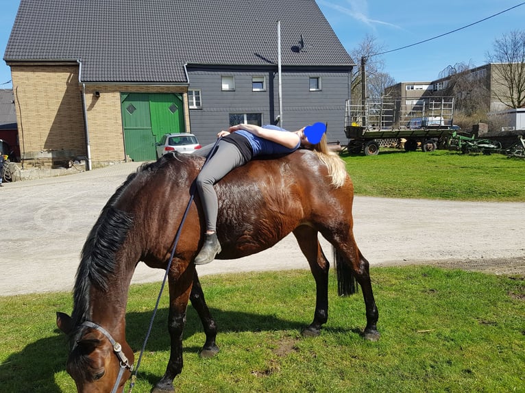 Westfalisk häst Sto 18 år 168 cm Brun in Dortmund