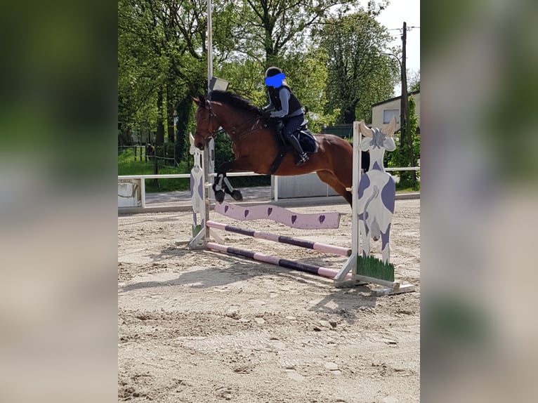 Westfalisk häst Sto 18 år 168 cm Brun in Dortmund