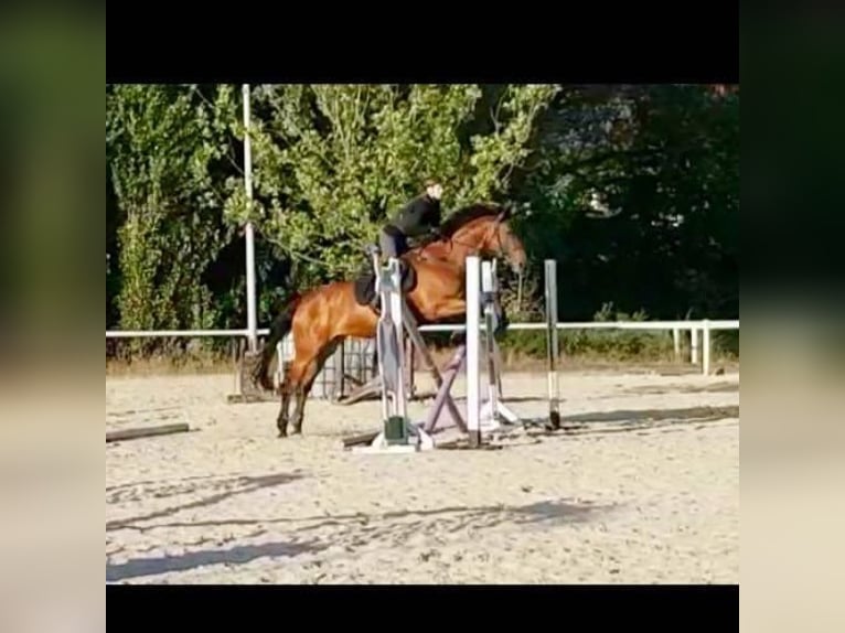 Westfalisk häst Sto 18 år 168 cm Brun in Dortmund