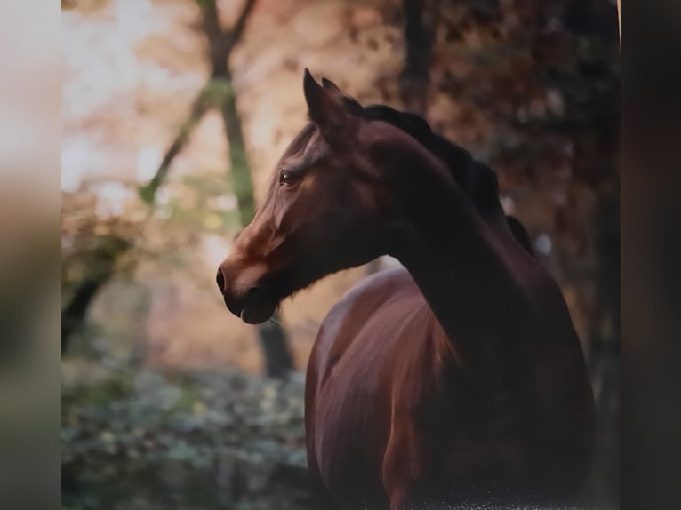 Westfalisk häst Sto 19 år 163 cm Brun in Uedem