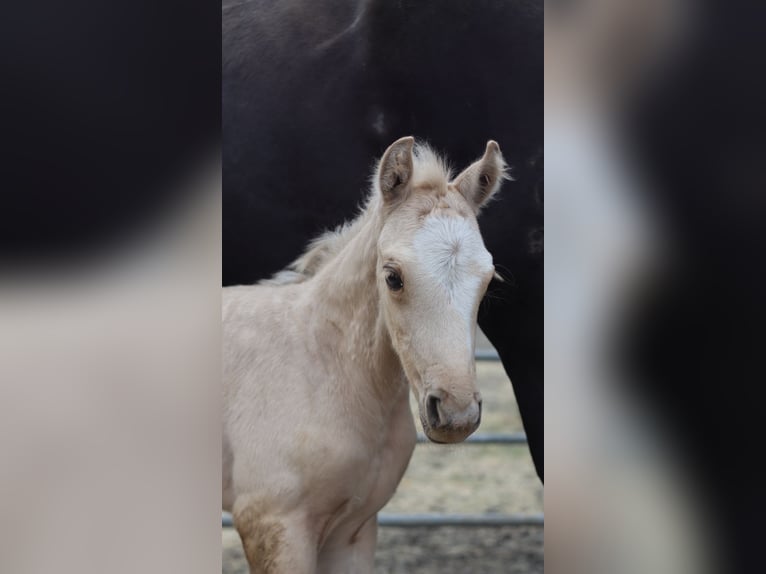 Westfalisk häst Sto 1 år 150 cm Palomino in Zell