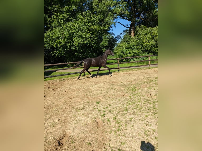 Westfalisk häst Sto 1 år 162 cm Svart in Vreden