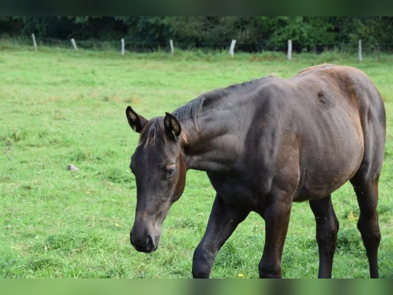 Westfalisk häst Sto 1 år 170 cm Svart in Zell