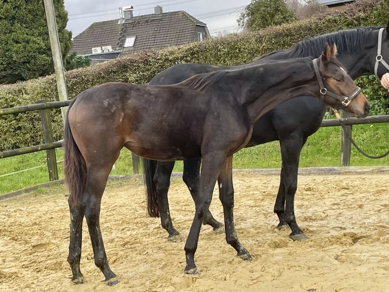 Westfalisk häst Sto 1 år 177 cm Mörkbrun in Remscheid