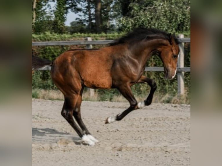 Westfalisk häst Sto 1 år Brun in Ascheberg