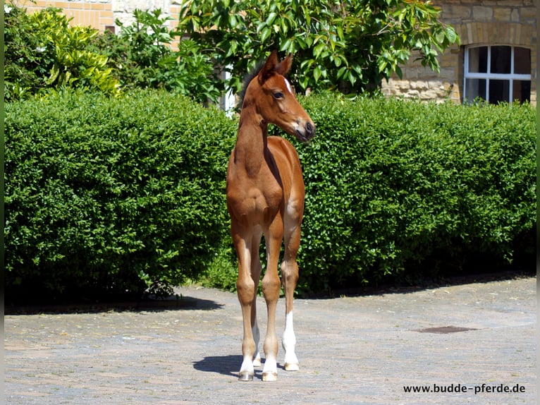 Westfalisk häst Sto 1 år Brun in Horstmar