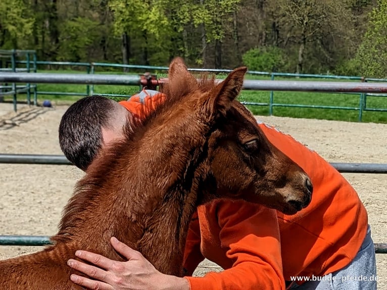 Westfalisk häst Sto 1 år in Horstmar