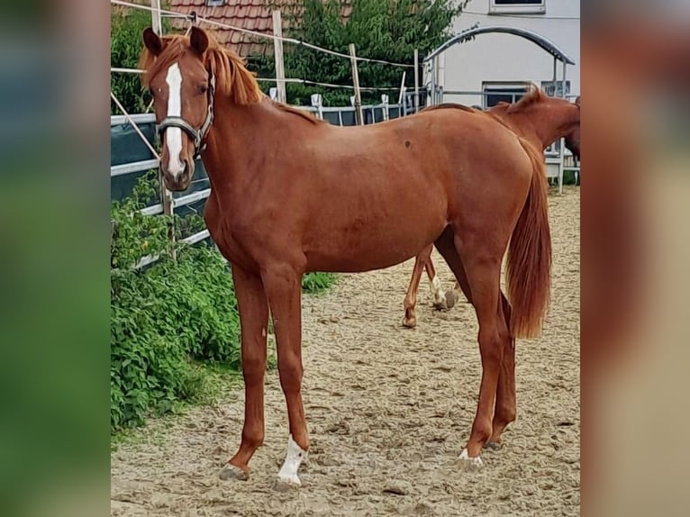 Westfalisk häst Sto 1 år fux in Borchen