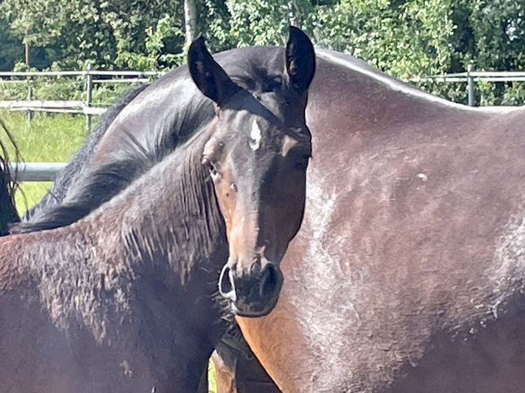 Westfalisk häst Sto 1 år Mörkbrun in Ahaus