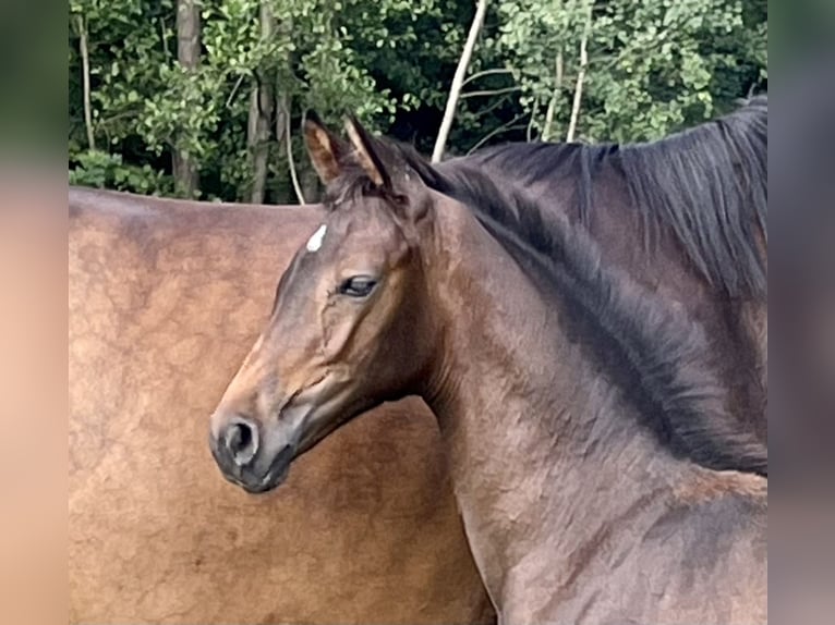 Westfalisk häst Sto 1 år Mörkbrun in Ahaus
