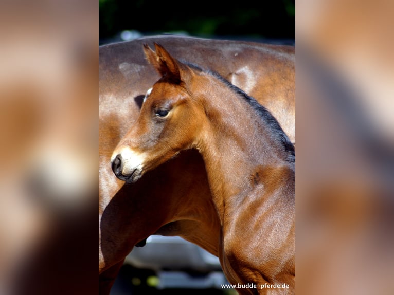 Westfalisk häst Sto 1 år Mörkbrun in Horstmar