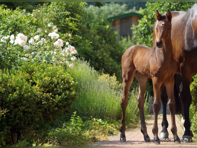 Westfalisk häst Sto 1 år Mörkbrun in Horstmar