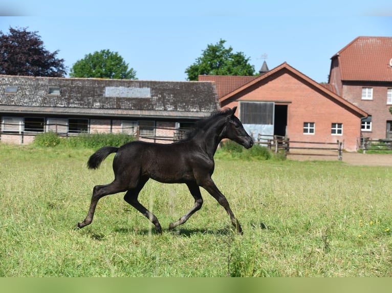 Westfalisk häst Sto 1 år Mörkbrun in Hamm