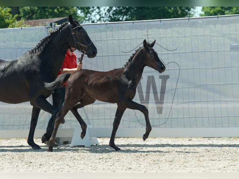 Westfalisk häst Sto 1 år Mörkbrun in Hamm