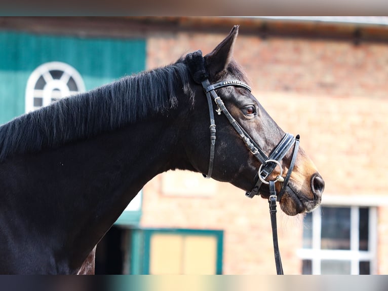 Westfalisk häst Sto 20 år Mörkbrun in Salzkotten