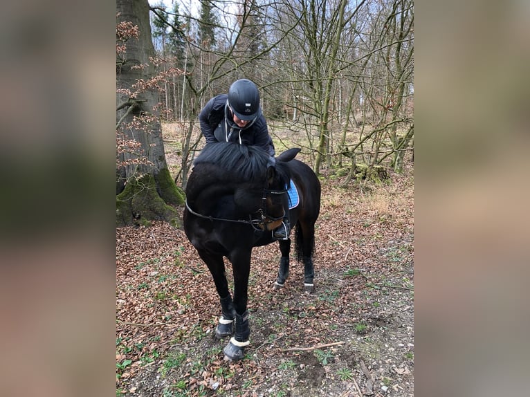 Westfalisk häst Sto 20 år Mörkbrun in Salzkotten