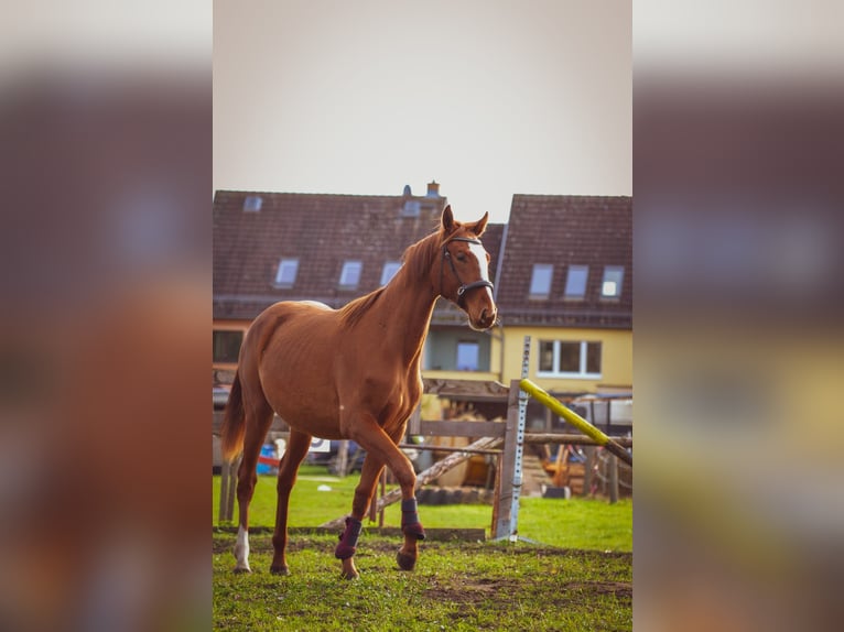 Westfalisk häst Sto 2 år 150 cm fux in Luckenwalde