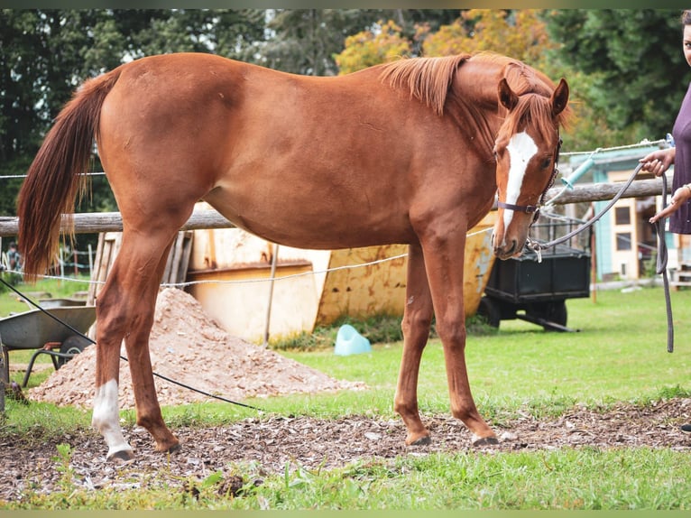 Westfalisk häst Sto 2 år 150 cm fux in Luckenwalde