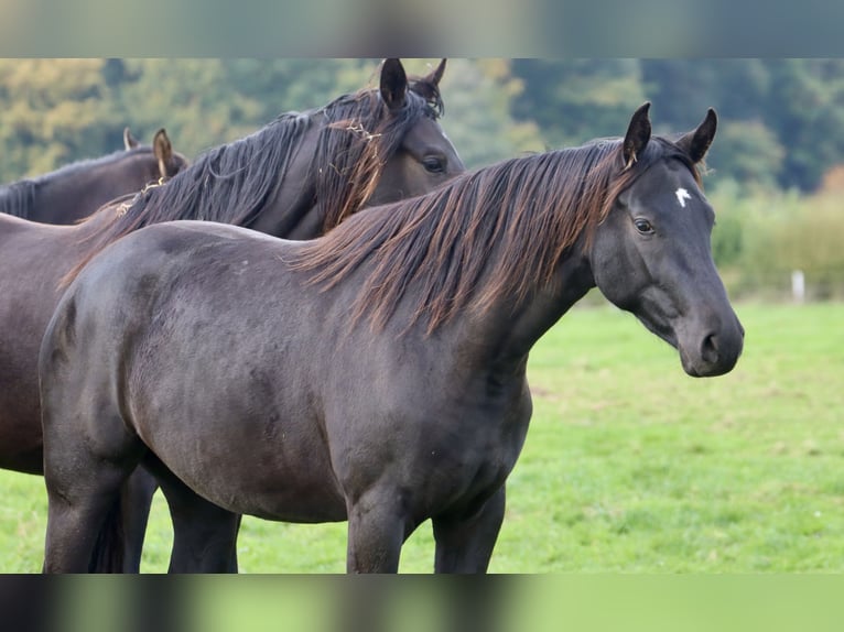 Westfalisk häst Sto 2 år 154 cm Svart in Nottuln