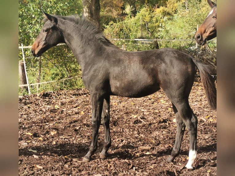 Westfalisk häst Sto 2 år 162 cm Mörkbrun in Lichtenau