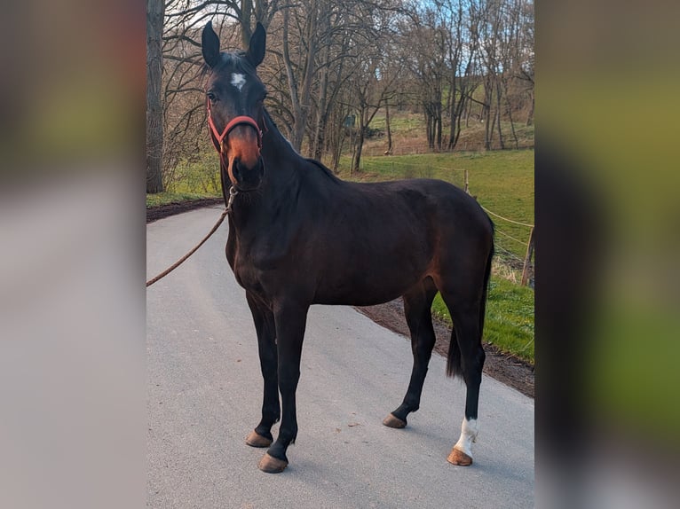 Westfalisk häst Sto 2 år 162 cm Mörkbrun in Lichtenau