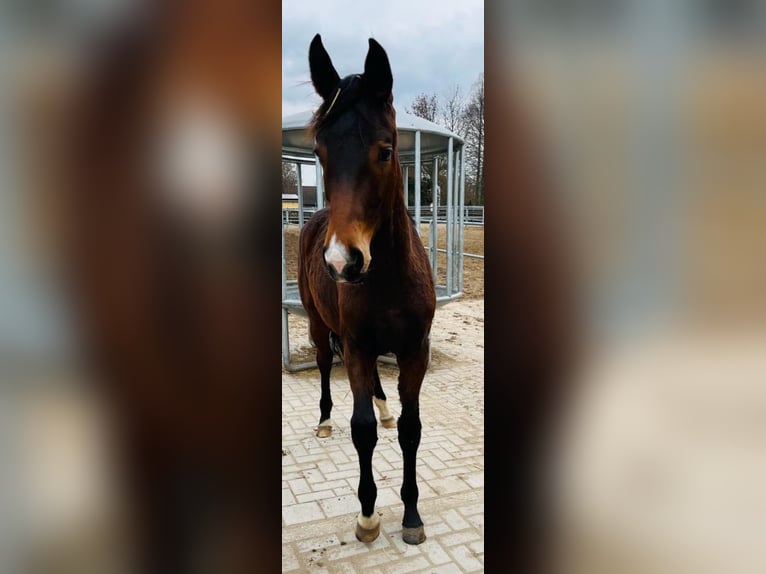 Westfalisk häst Sto 2 år 170 cm Mörkbrun in Fröndenberg