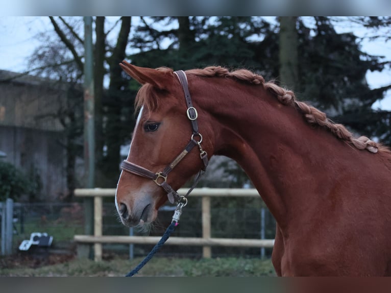 Westfalisk häst Sto 2 år 172 cm fux in Lippstadt