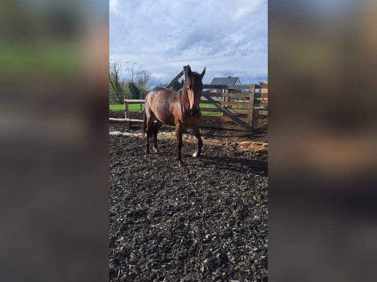 Westfalisk häst Sto 2 år Brun in Erwitte