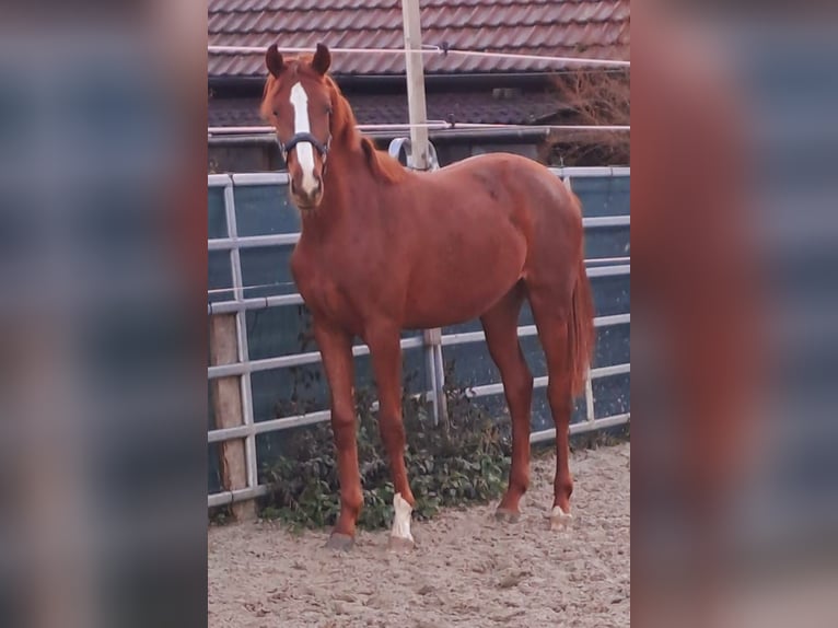 Westfalisk häst Sto 2 år fux in Borchen