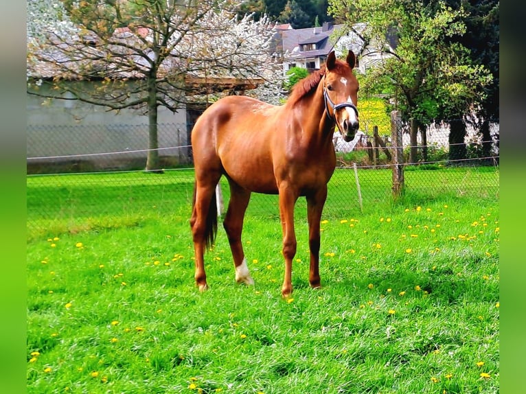 Westfalisk häst Sto 2 år fux in Borchen/Etteln