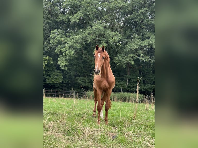 Westfalisk häst Sto 2 år fux in Weilerswist