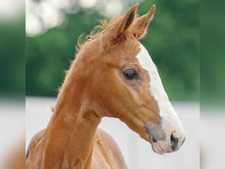 Westfalisk häst Sto 2 år fux in Wetschen