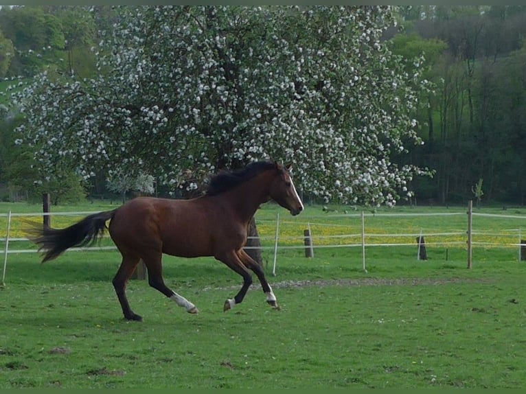 Westfalisk häst Sto 3 år 157 cm Brun in Höxter