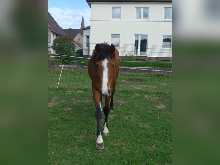 Westfalisk häst Sto 3 år 157 cm Brun in Höxter