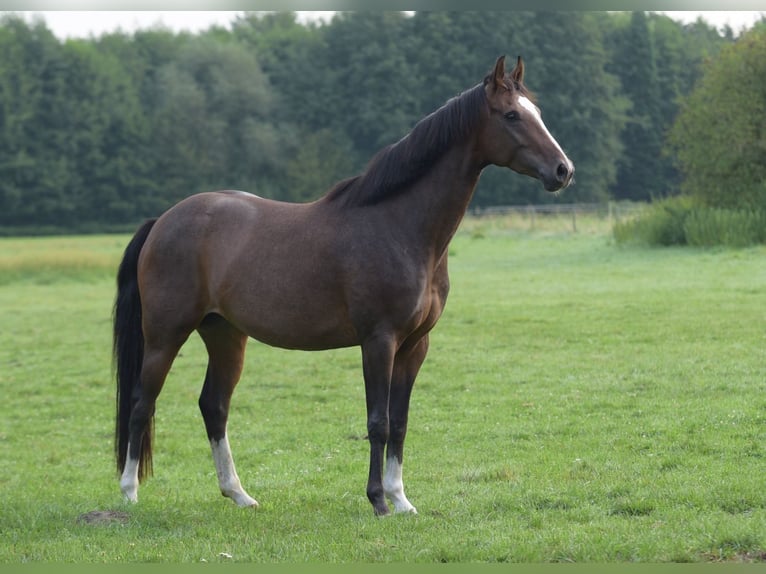 Westfalisk häst Sto 3 år 160 cm Brun in Herzebrock-Clarholz