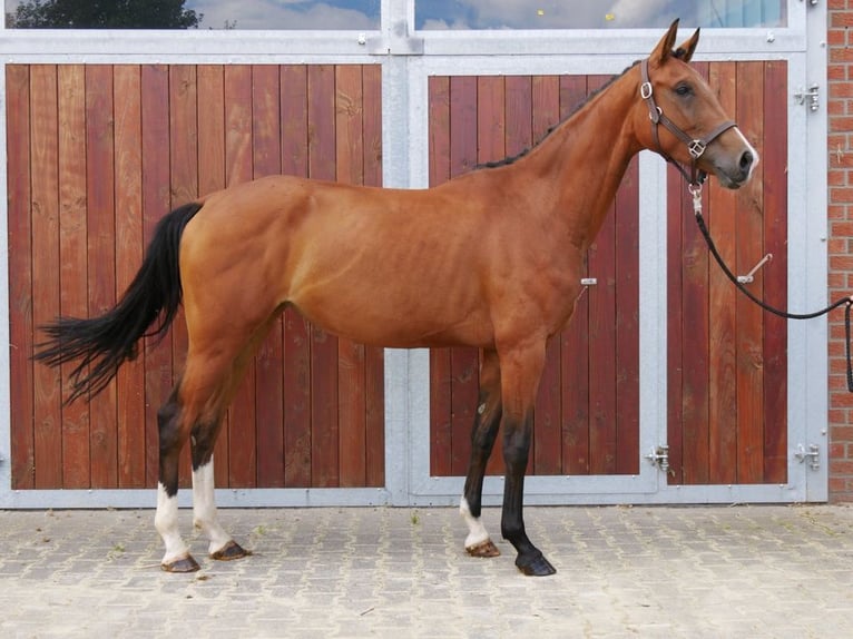 Westfalisk häst Sto 3 år 160 cm in Dorsten